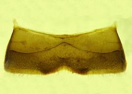   Anthidium psoraleae  male, ventral view of fourth sternum (S4), photo from Gonzalez and Griswold 2013 
